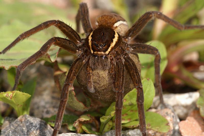 Dolomedes_fimbriatus_D5095_Z_91_Canal du Nivernais_Frankrijk.jpg